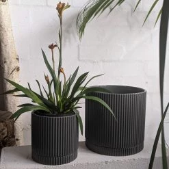 THE PLANT SOCIETY Plants For Bright Light Kangaroo Paw (Anigozanthos Bush Pearl)