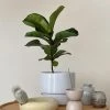 THE PLANT SOCIETY Plants For Bright Light Fiddle-Leaf Fig (Ficus Lyrata 'Bambino')
