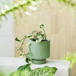 THE PLANT SOCIETY Olive Green Collectors Gro Pot By Angus & Celeste