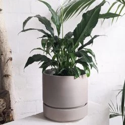 THE PLANT SOCIETY Easy Care Plants Peace Lily (Spathiphyllum) 12 THE PLANT SOCIETY Easy Care Plants Peace Lily (Spathiphyllum)