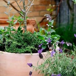 Terracotta Collection By The Plant Society Terracotta Planters