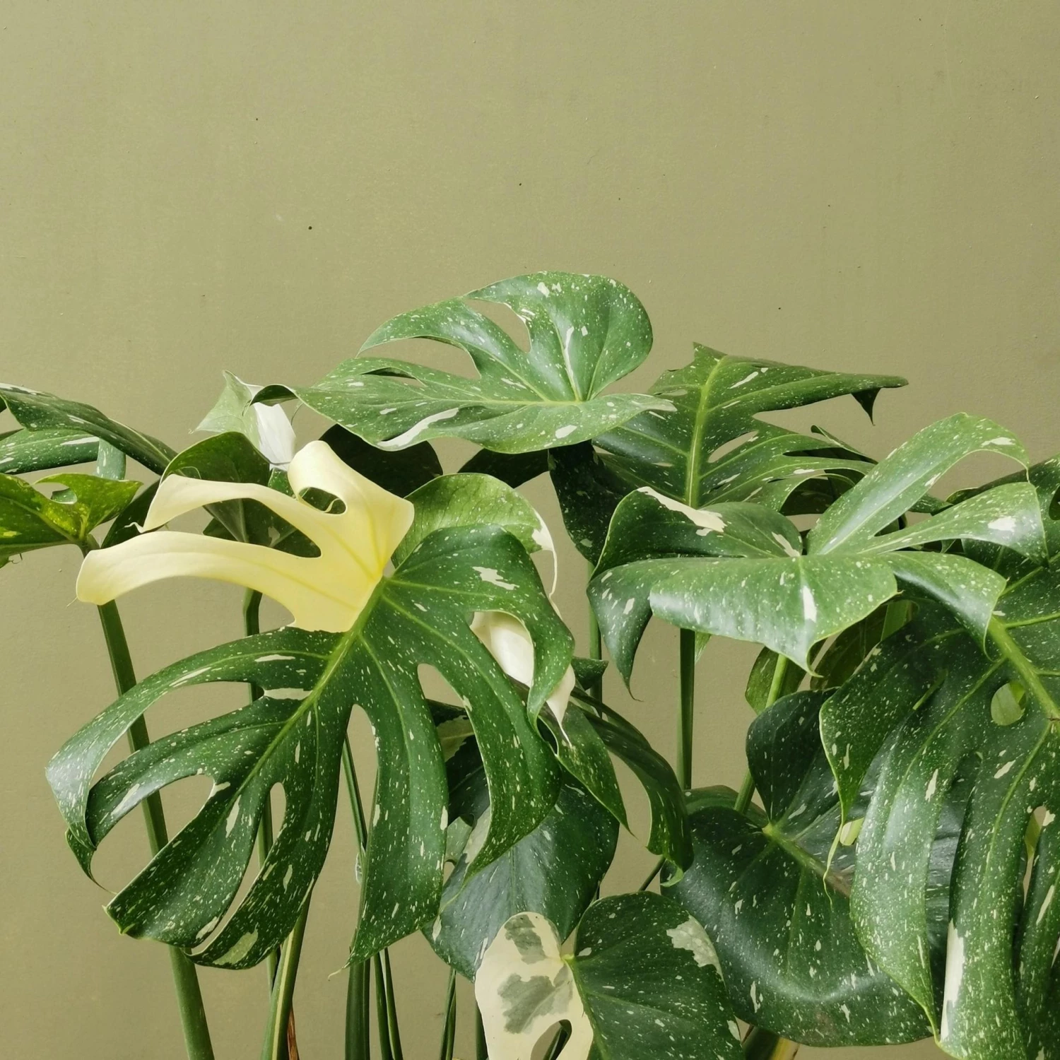 THE PLANT SOCIETY Easy Care Plants Variegated Monstera (Monstera Deliciosa 'thai Constellation') 4 THE PLANT SOCIETY Easy Care Plants Variegated Monstera (Monstera Deliciosa 'thai Constellation')
