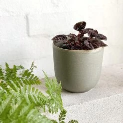 THE PLANT SOCIETY Grey Flowerpot All Planters