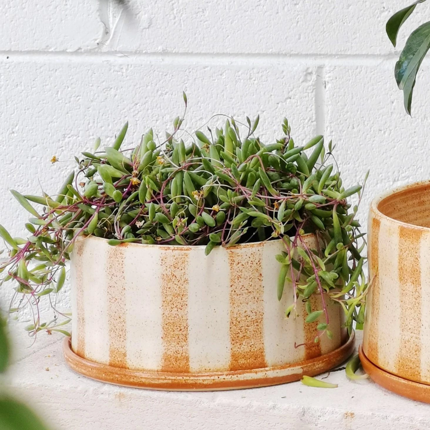 THE PLANT SOCIETY Fat Stripe Rust Planter By Arcadia Scott All Planters 8 THE PLANT SOCIETY Fat Stripe Rust Planter By Arcadia Scott All Planters