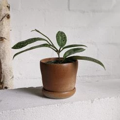 THE PLANT SOCIETY Bell Flame Wood Fired Planters By Sandra Bowkett