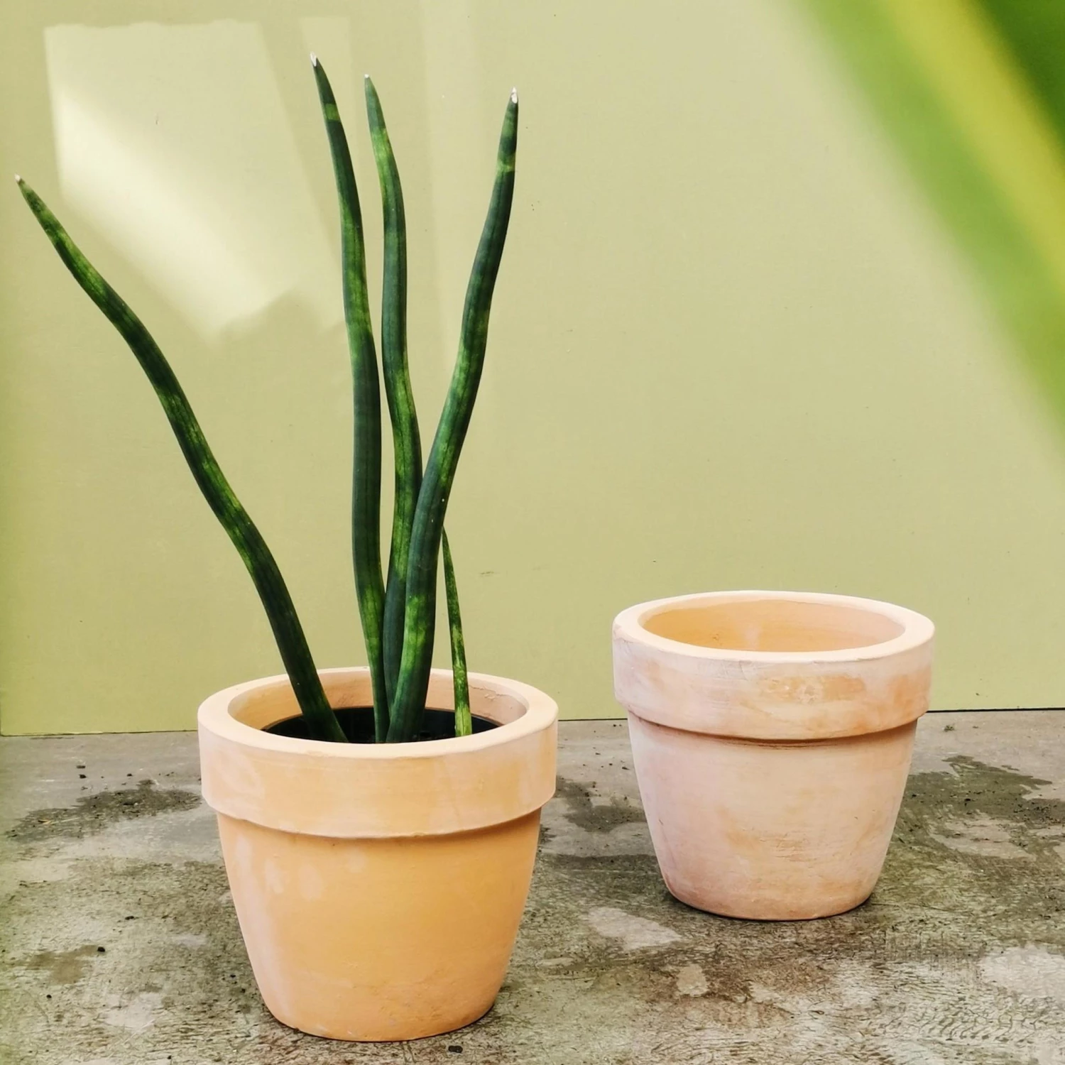 THE PLANT SOCIETY Terracotta Planters Valletta Planter 3 THE PLANT SOCIETY Terracotta Planters Valletta Planter