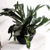 THE PLANT SOCIETY Elkhorn Fern (Platycerium Bifurcatum) Easy Care Plants