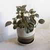 THE PLANT SOCIETY Pilea Involucrata Norfolk