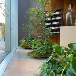 THE PLANT SOCIETY Kauri Pine (Agathis Robusta)