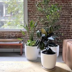 THE PLANT SOCIETY ONLINE OUTPOST U-Planter