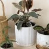 White Eyre Planter By The Plant Society