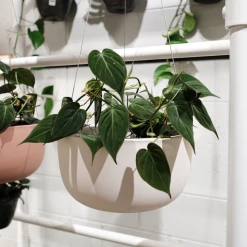 THE PLANT SOCIETY Philodendron Micans All Plants