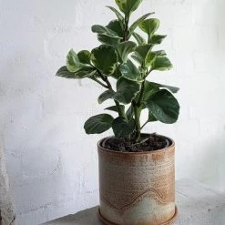 THE PLANT SOCIETY Peperomia Jade Variegated (Obtusifolia) Medium Planters