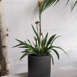 THE PLANT SOCIETY Plants For Bright Light Kangaroo Paw (Anigozanthos Bush Pearl)