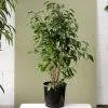 THE PLANT SOCIETY All Plants Weeping Fig (Ficus Benjamina)