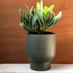 THE PLANT SOCIETY Dusk Finch Planter By Evergreen Collective Small Planters