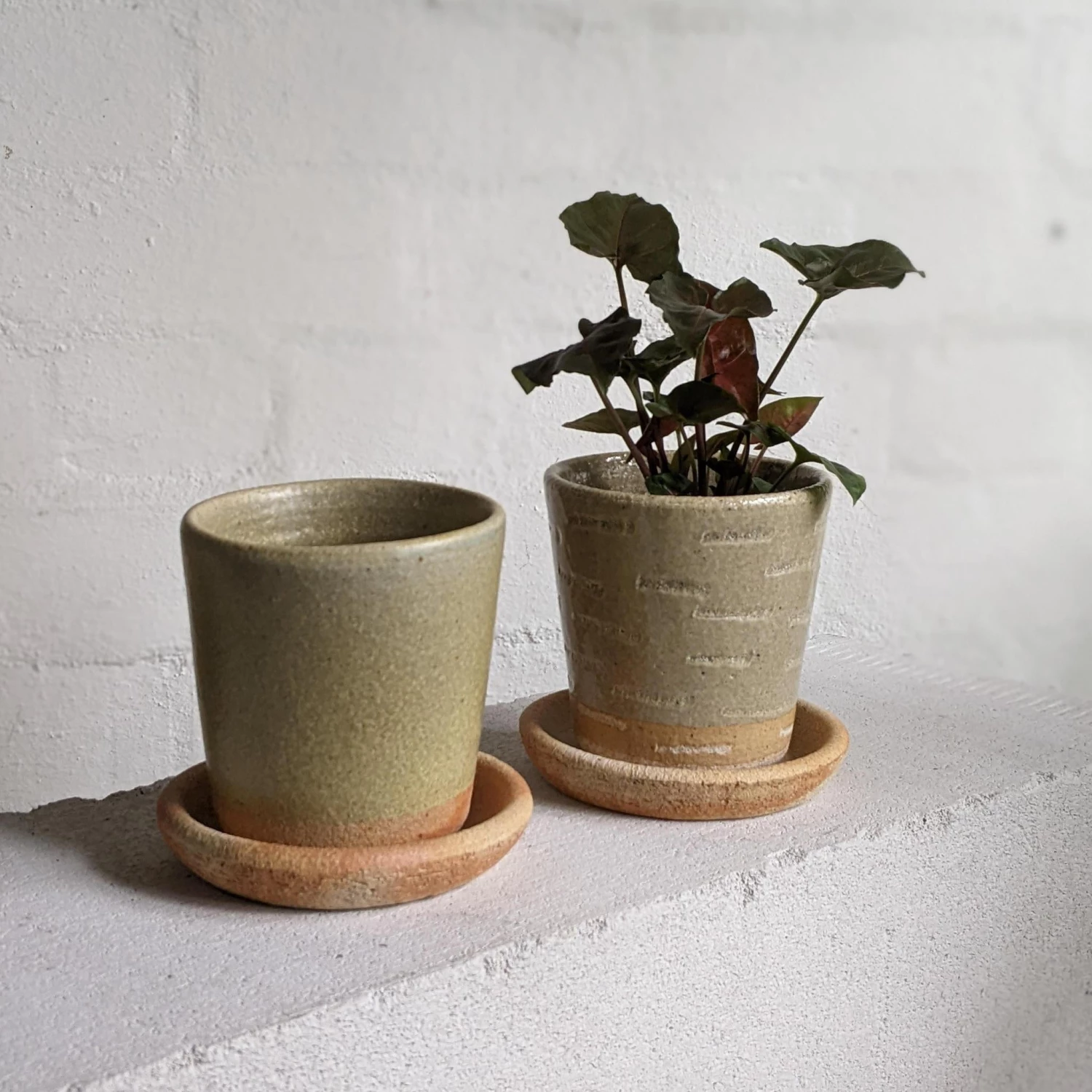 THE PLANT SOCIETY Stony Lime Planter By Sandra Bowkett All Planters 3 THE PLANT SOCIETY Stony Lime Planter By Sandra Bowkett All Planters