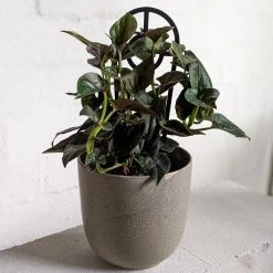 THE PLANT SOCIETY Red Arrowhead Plant (Syngonium Erythrophyllum) Easy Care Plants