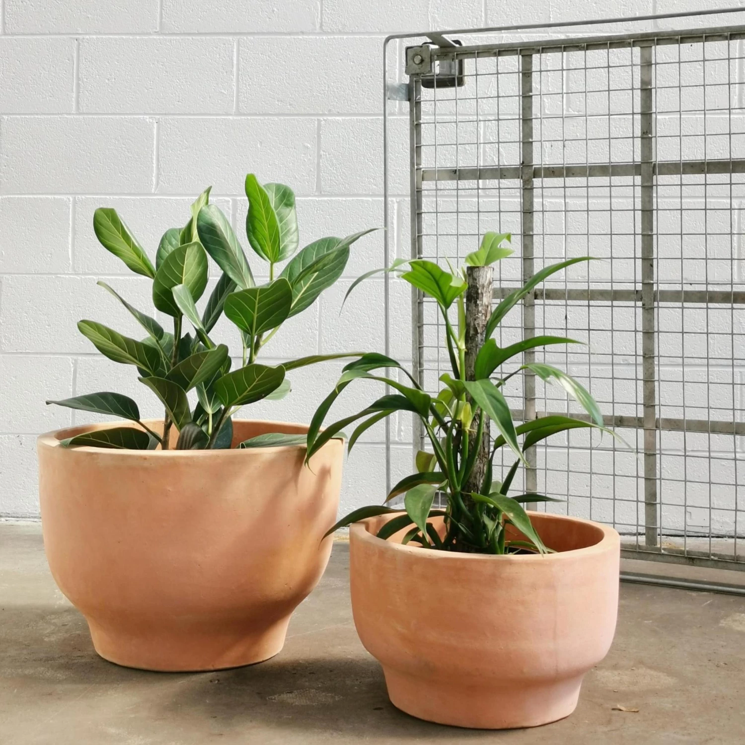 THE PLANT SOCIETY Terracotta Planters Pelosa Planter 6 THE PLANT SOCIETY Terracotta Planters Pelosa Planter