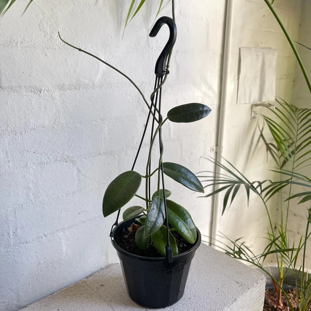 THE PLANT SOCIETY Wax Plant Assort (Hoya) Easy Care Plants 7 THE PLANT SOCIETY Wax Plant Assort (Hoya) Easy Care Plants