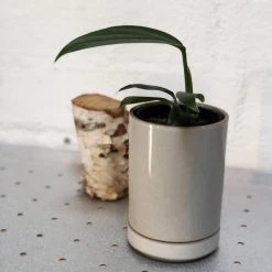 THE PLANT SOCIETY Hasami Porcelain Planter - Small Small Planters