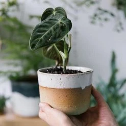 THE PLANT SOCIETY All Planters Desert Planter By Leaf & Thread