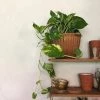 THE PLANT SOCIETY Easy Care Plants Devil's Ivy (Epipremnum Aureum)