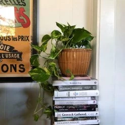 THE PLANT SOCIETY Easy Care Plants Devil's Ivy (Epipremnum Aureum)