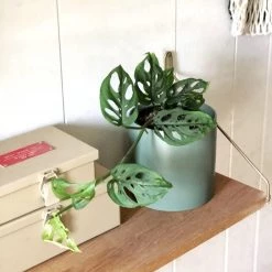 THE PLANT SOCIETY Swiss Cheese Vine (Monstera Adansonii) All Plants