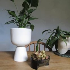 THE PLANT SOCIETY Kuru Bowl By Philippe Malouin - Iittala 13 THE PLANT SOCIETY Kuru Bowl By Philippe Malouin - Iittala