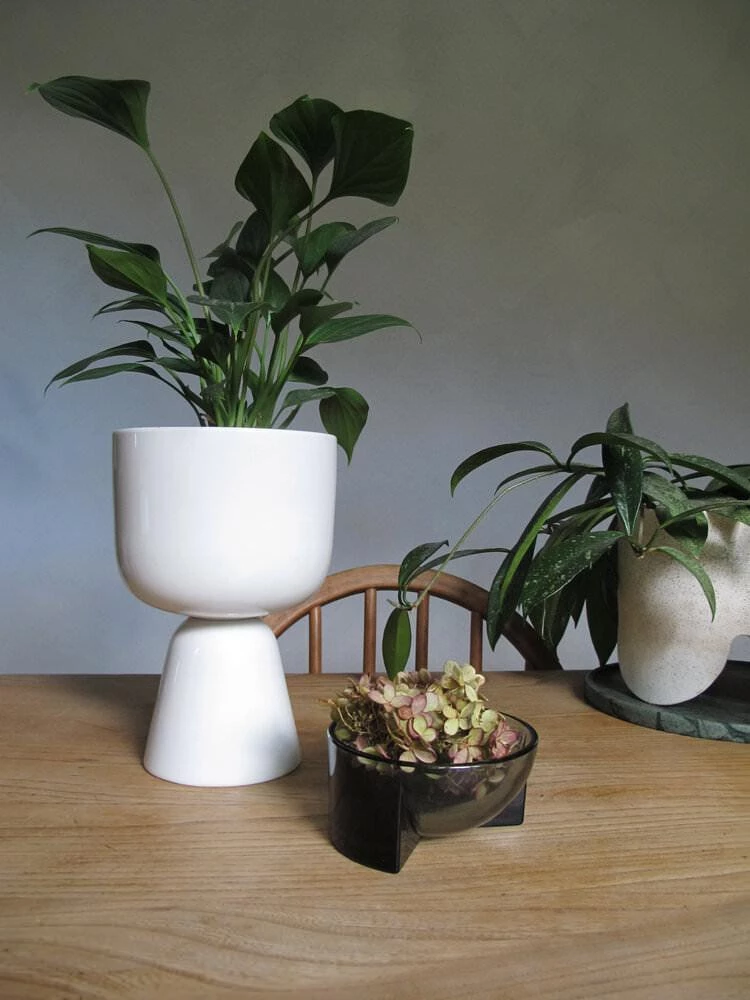 THE PLANT SOCIETY Kuru Bowl By Philippe Malouin - Iittala 8 THE PLANT SOCIETY Kuru Bowl By Philippe Malouin - Iittala