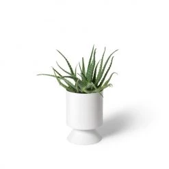 THE PLANT SOCIETY Small Palm Springs Planter By Lightly Metal Planters