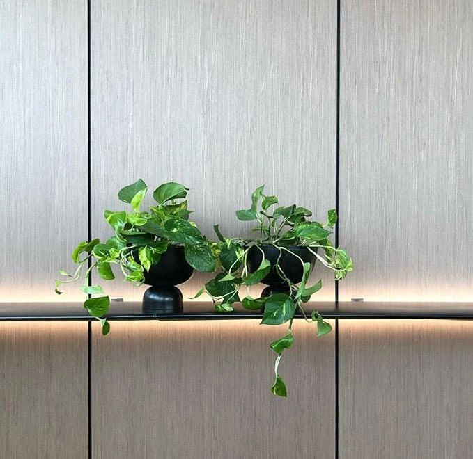 THE PLANT SOCIETY Large Goblet Planter By Lightly 3 THE PLANT SOCIETY Large Goblet Planter By Lightly