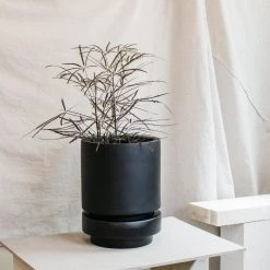 Low Pier Planter By The Plant Society X Capra Designs- Totem Collection - Totem Collection By The Plant Society