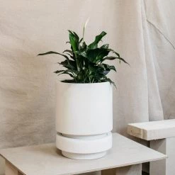 Low Pier Planter By The Plant Society X Capra Designs- Totem Collection - Totem Collection By The Plant Society
