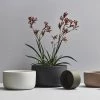 THE PLANT SOCIETY Medium Planters Esko Planter In Moss