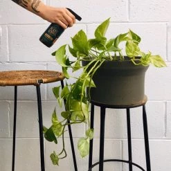 THE PLANT SOCIETY Neem Oil Natural Leaf Shine By Plant Runner