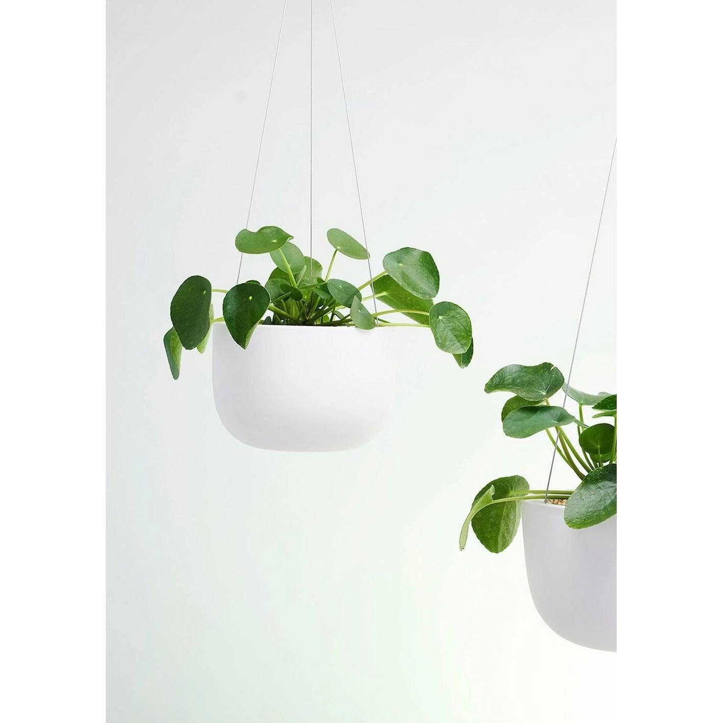 THE PLANT SOCIETY Raw Earth Hanging Planters By Angus & Celeste 6 THE PLANT SOCIETY Raw Earth Hanging Planters By Angus & Celeste