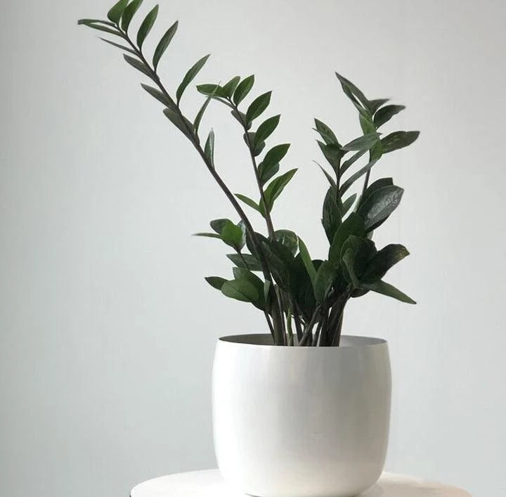 THE PLANT SOCIETY Metal Planters Spun Planter By Lightly 3 THE PLANT SOCIETY Metal Planters Spun Planter By Lightly