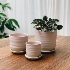 THE PLANT SOCIETY Straight Planter By Katherine Mahoney All Planters