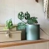 THE PLANT SOCIETY Swiss Cheese Vine (Monstera Adansonii) All Plants