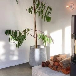 THE PLANT SOCIETY ONLINE OUTPOST Tapered Planter In White