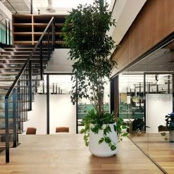 THE PLANT SOCIETY ONLINE OUTPOST Tapered Planter In White