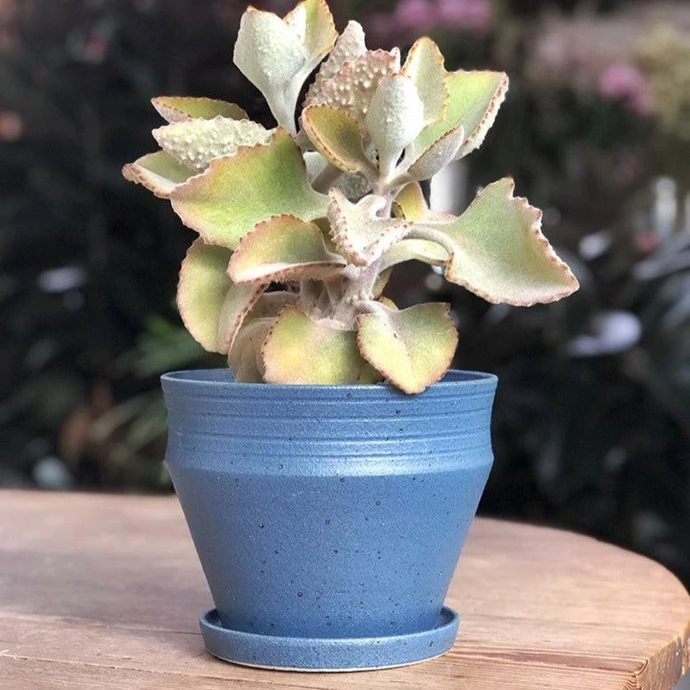 THE PLANT SOCIETY Shibori Blue Ridge Planters By Alison Frith 3 THE PLANT SOCIETY Shibori Blue Ridge Planters By Alison Frith