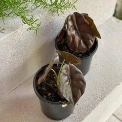 THE PLANT SOCIETY Alocasia 'Red Secret' (Alocasia Cuprea) Medium Care Plants