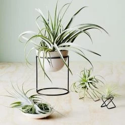 THE PLANT SOCIETY Metal Planters Arc Tillandsia Stand By Ivy Muse
