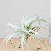 THE PLANT SOCIETY Metal Planters Arc Tillandsia Stand By Ivy Muse