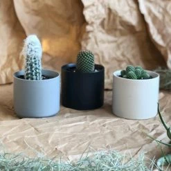 THE PLANT SOCIETY Baby Cactus In Ceramic Planter Easy Care Plants