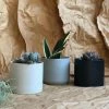 THE PLANT SOCIETY Baby Succulent In Ceramic Planter Easy Care Plants 2 THE PLANT SOCIETY Baby Succulent In Ceramic Planter Easy Care Plants