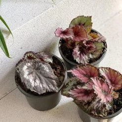 THE PLANT SOCIETY Painted Leaf Begonia (Begonia Rex)
